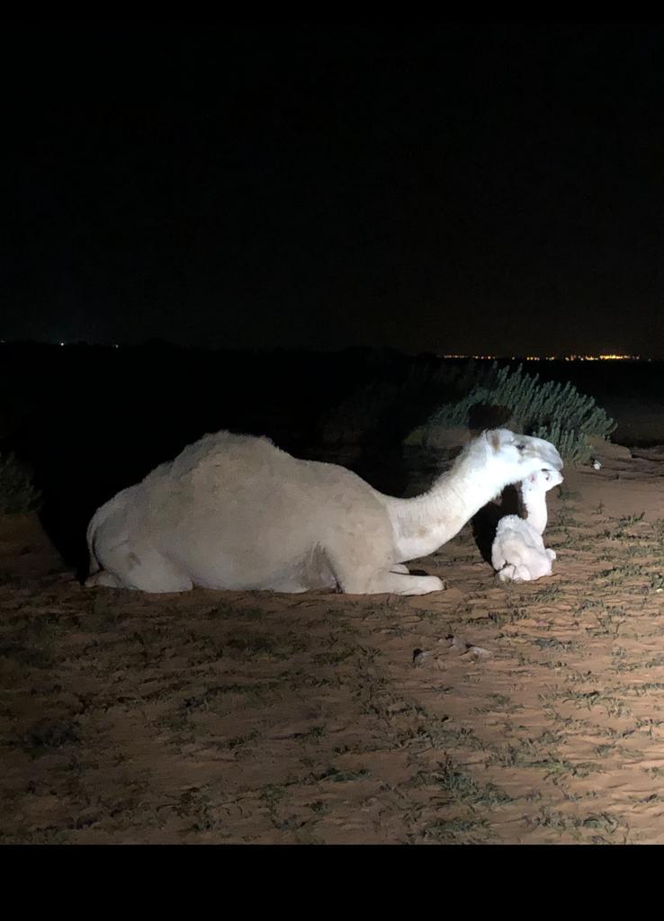 منهيله الناقه خلفه غرب من فيضة الخفس الشمالية ٠٥٠٦٧٨٩٥٠٠
