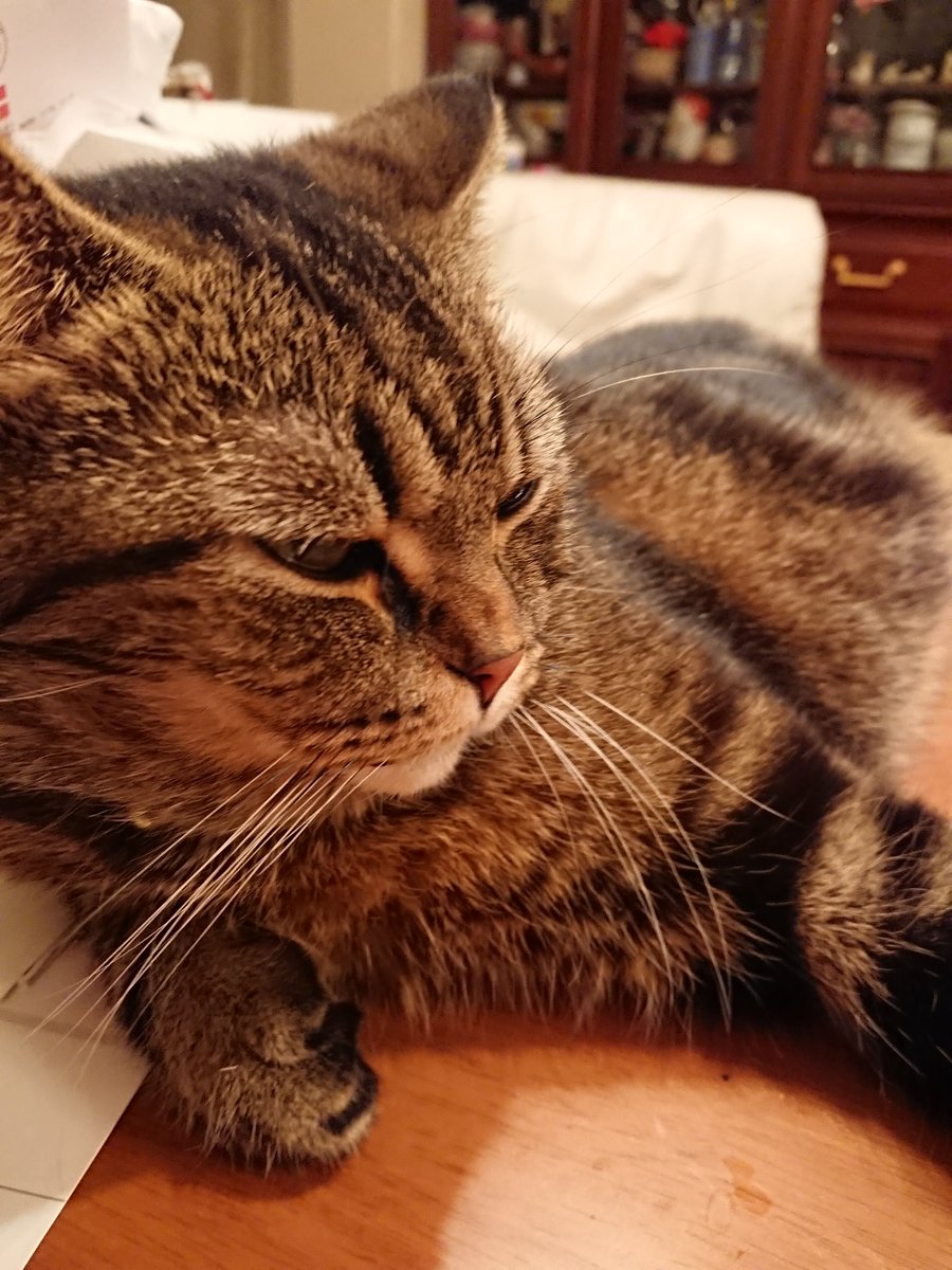 灰色猫 tweet media