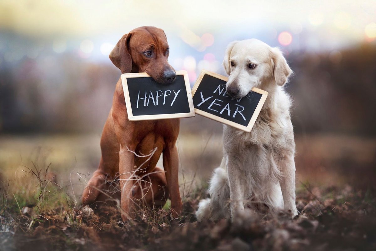 WestmountAnimal's tweet photo. A new year is not only another year but an opportunity with great possibilities! Wishing you all the best in 2019! #loveyyc #petsmatter #yycveterinarycare #happynewyear https://t.co/KEGzLxNkeB