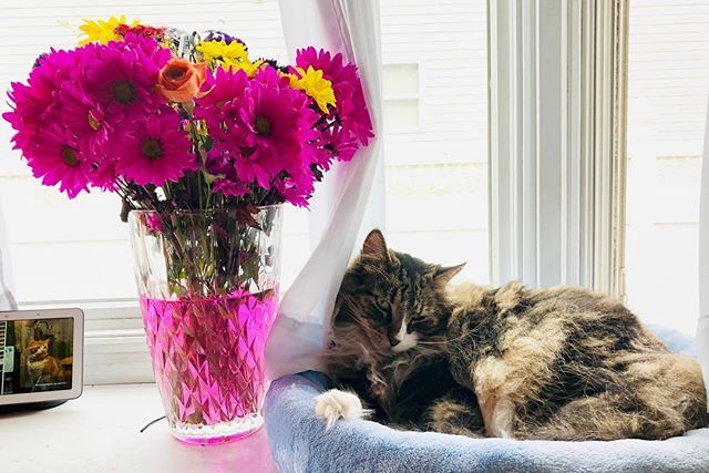 martinezpetz's tweet photo. Brightening up a gloomy Monday waiting for the new year! #mainecooncats #flowers🌸 https://t.co/6c94KXBUXR https://t.co/jdawNFpECG