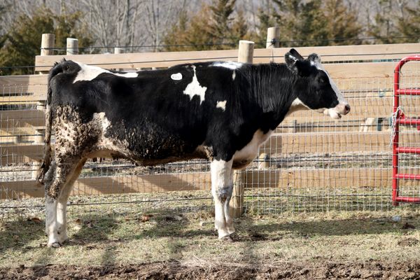 VSmacking's tweet image. Brianna, the cow has plans for 2019. Check out the following tweets for what really happened.