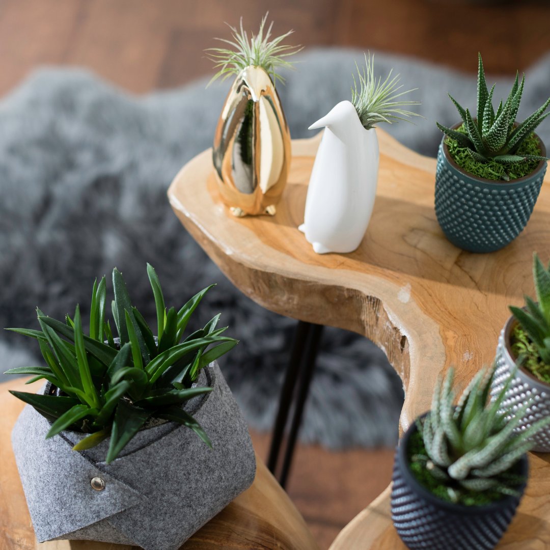 LiveTrends Design tweet media