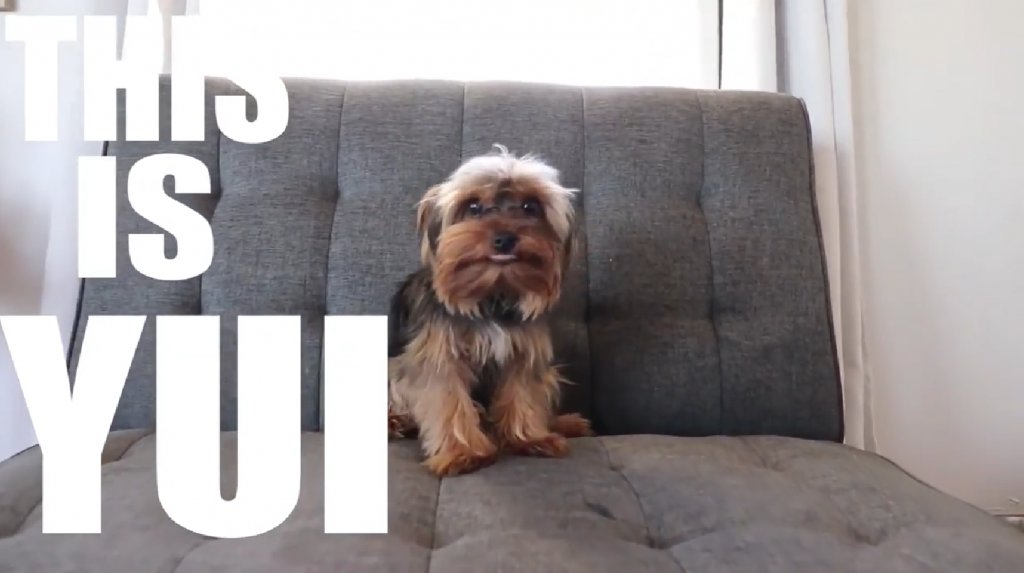 Yui the Yorkie Gets Her First Haircut #mylittleyorkiworld #yorkie bit.ly/2LEFN00