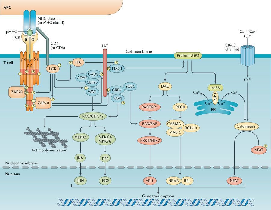 mmw_lmw's tweet photo. T Cell Receptor #TCR Signalling | Update on our current view of #Regulatory Mechanisms | OverView of the Major Pathways | PaulLove @NIH @NatRevImmunol https://t.co/KT0qJDFCpP | #2018_ReCap_May https://t.co/D6nlHDQqzY