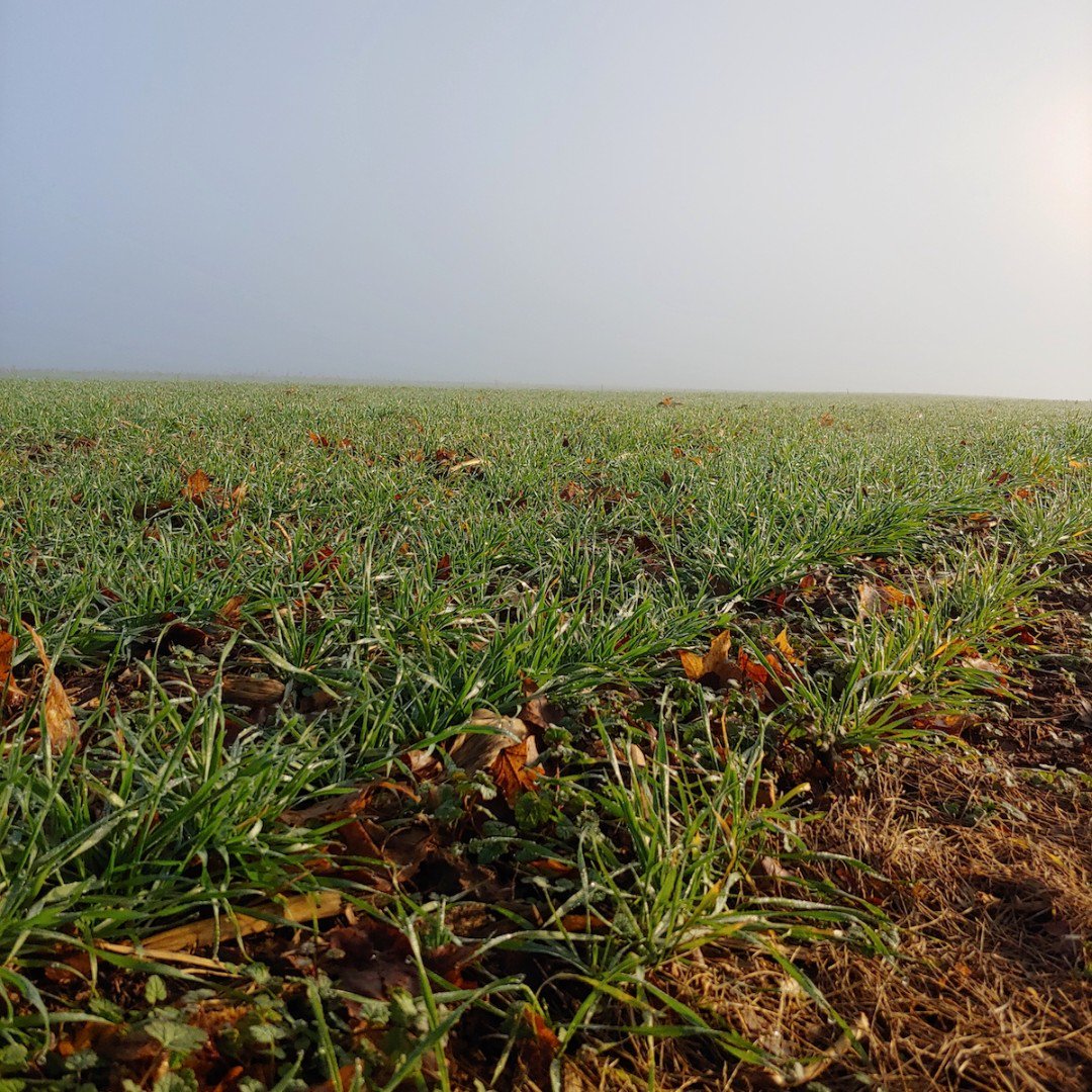 The new lush green growth of wheat that carpets the ground in the winter reminds us that the new year brings new promises. Happy New Year from Long Vue Farms! #LongVueLegacy
