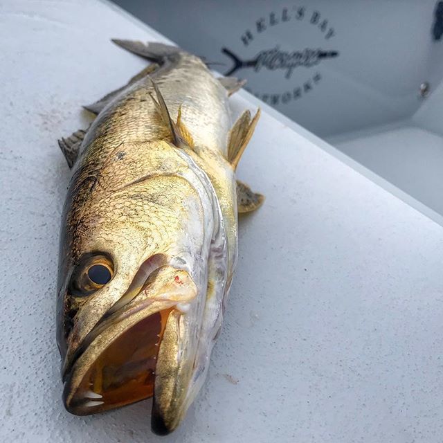OutsidetheSlot's tweet photo. 2019 is almost here! #hellsbayboatworks #850strong #skifflife https://t.co/3X810Bp90v https://t.co/wJWgsRW9tk