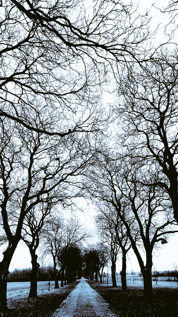 hoekzema59's tweet image. pic.day #samenloop van omstandigheden .. loop je in #notenlaan #parklingezegen en hoor je #top2000 #aforest van lang geleden in bos te #apeldoorn gezien &apos;bandje&apos; #thecure