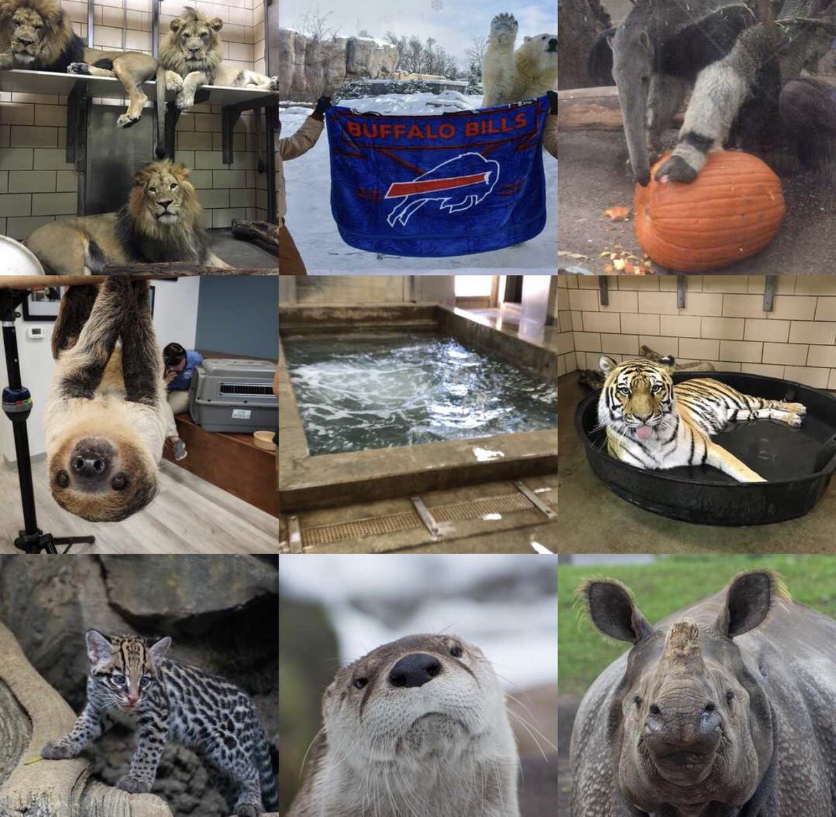 What a year 2018 has been! Thanks for all your support and likes! Here’s to 2019! #topnine2018 #topnine #buffalo #2018 #buffalozoo #visitthezoo #wildestplaceintown #newyear #newyearseve #happynewyear