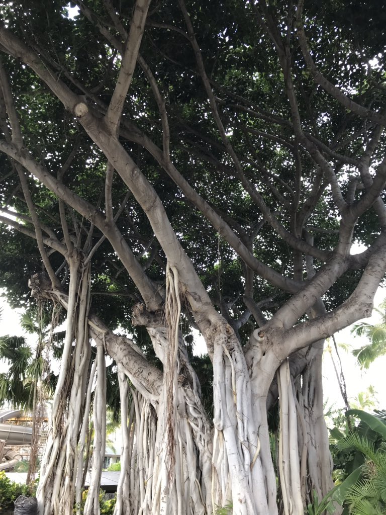 WiensStan's tweet photo. The Banyan tree puts down several roots that nourish it for years.  Be that kind of tree! https://t.co/zNd9AHz53t