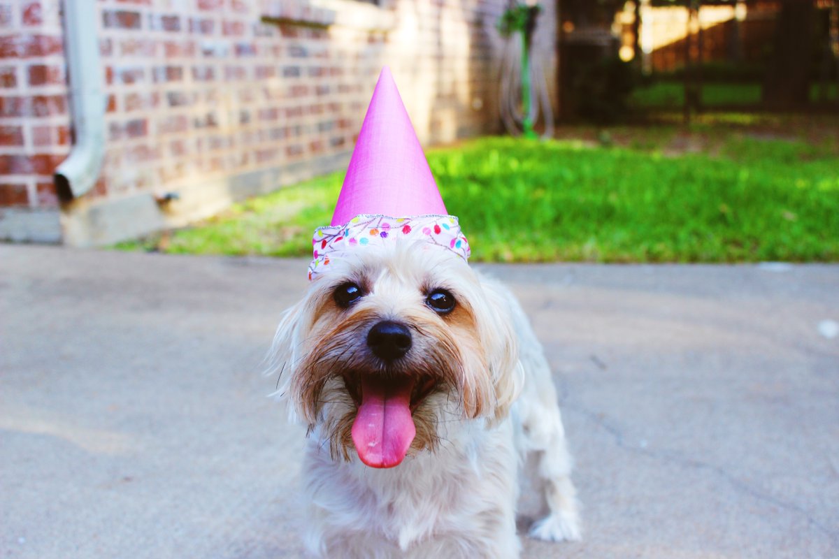 HeyrexTweets's tweet photo. We wish you and your pets a very happy new year! #torus #happynewyear https://t.co/i4MTvESsaQ