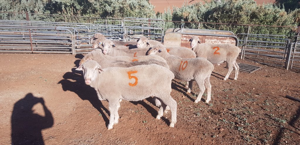 BaderlooSRS's tweet photo. Putting the boys out with the ewes today for 35 days. Really excited with the quality of the rams going out this year with many of them being trait leaders and tested high folicle density.
#srsmerino #asbv #traitleaders #earlygrowth #nonmulesed #dualpurposemerino #muscleandfat https://t.co/lprgitublE