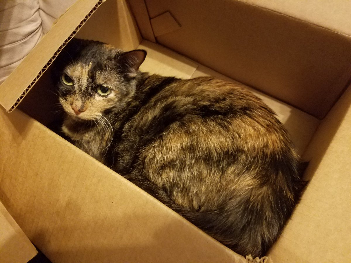 ravenboxcat's tweet photo. Last box of 2018! #KittyLoafMonday #Cat #NewYearsEve #CatsOfTwitter https://t.co/Fbg5eOxww7
