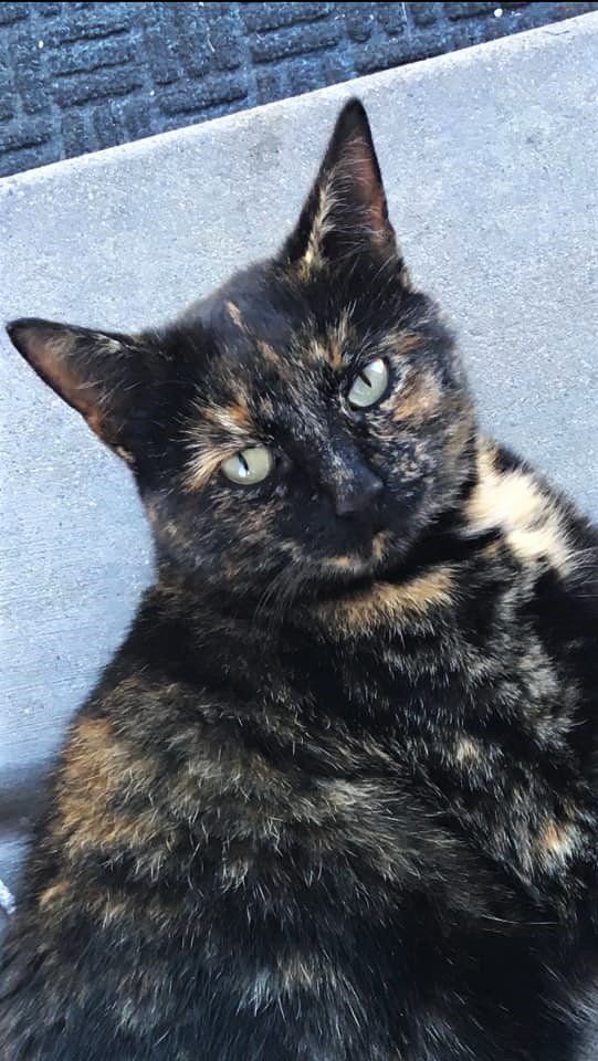 Jasamsdestiny's tweet photo. YAY!!
This beautiful baby has been found safe by the neighbors!!
#Reunited
*Paws up....high 5*
Happy dance & #HappyEnding
#burnzonepet #paradisefire #CampFirePets #Magalia #firechicken #firechickens #ParadiseCa #CampFire #buttestrong #Concow #ParadiseStrong https://t.co/r3GwrFjFda