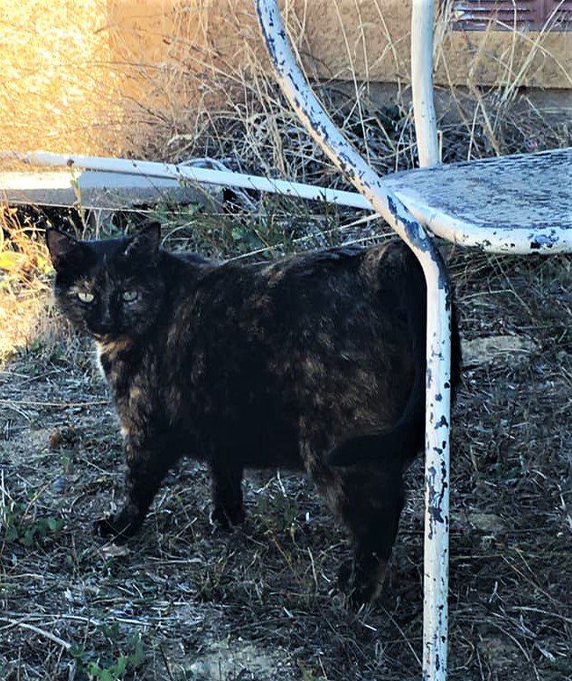 Jasamsdestiny's tweet photo. YAY!!
This beautiful baby has been found safe by the neighbors!!
#Reunited
*Paws up....high 5*
Happy dance & #HappyEnding
#burnzonepet #paradisefire #CampFirePets #Magalia #firechicken #firechickens #ParadiseCa #CampFire #buttestrong #Concow #ParadiseStrong https://t.co/r3GwrFjFda