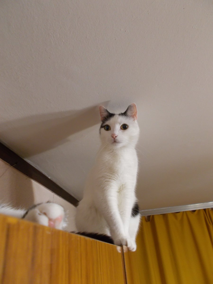 InkaTheKitten's tweet photo. Happy New Year! 🎉🎆🎇 https://t.co/ksSFto5w0L