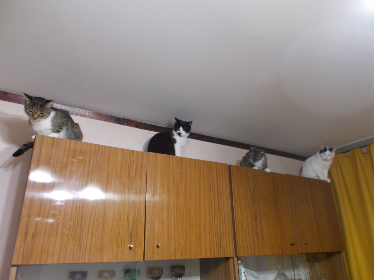 InkaTheKitten's tweet photo. Happy New Year! 🎉🎆🎇 https://t.co/ksSFto5w0L