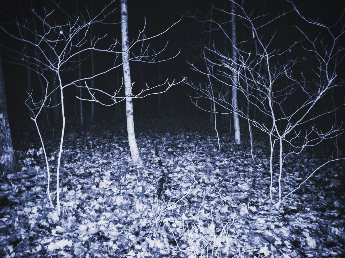 BrayNakisha's tweet photo. What's your scariest paranormal experience? https://t.co/cr22wW9tj6
