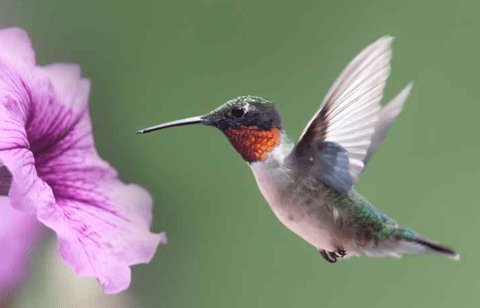 Hummingbird appreciation bc they're tiny and cute af https://t.co/8G3IxKftzi