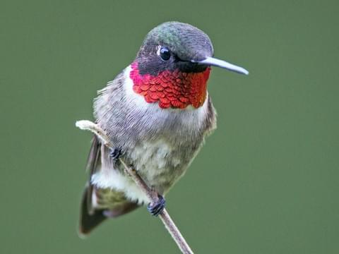 Hummingbird appreciation bc they're tiny and cute af https://t.co/8G3IxKftzi