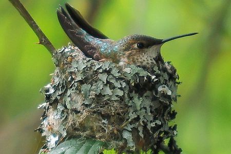 Hummingbird appreciation bc they're tiny and cute af https://t.co/8G3IxKftzi