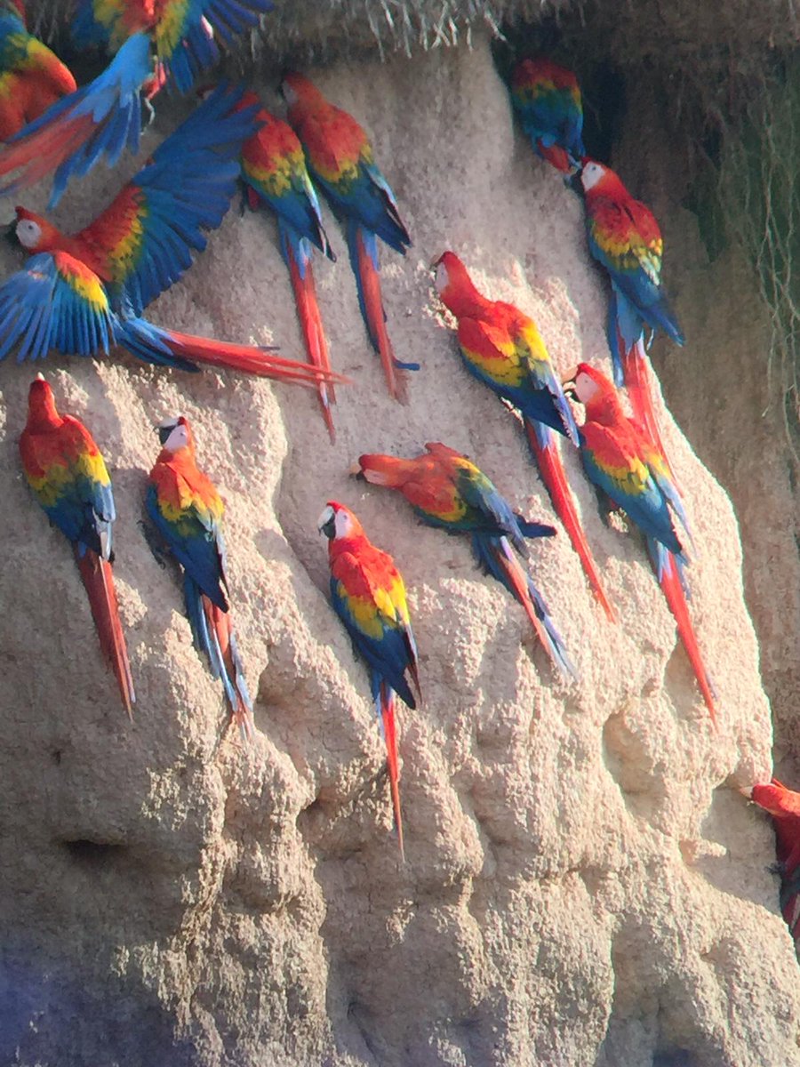 SA_Expeditions's tweet photo. Chuncho claylick, Tambopata National Reserve, Peru. #amazon #peru #ecuador #clay #collpa #claylick #parrot #macaw #wildlifephotography #naturephotography #manu #tambopata #napo #amazonriver #amazonrainforest https://t.co/8RVIrvm3OJ