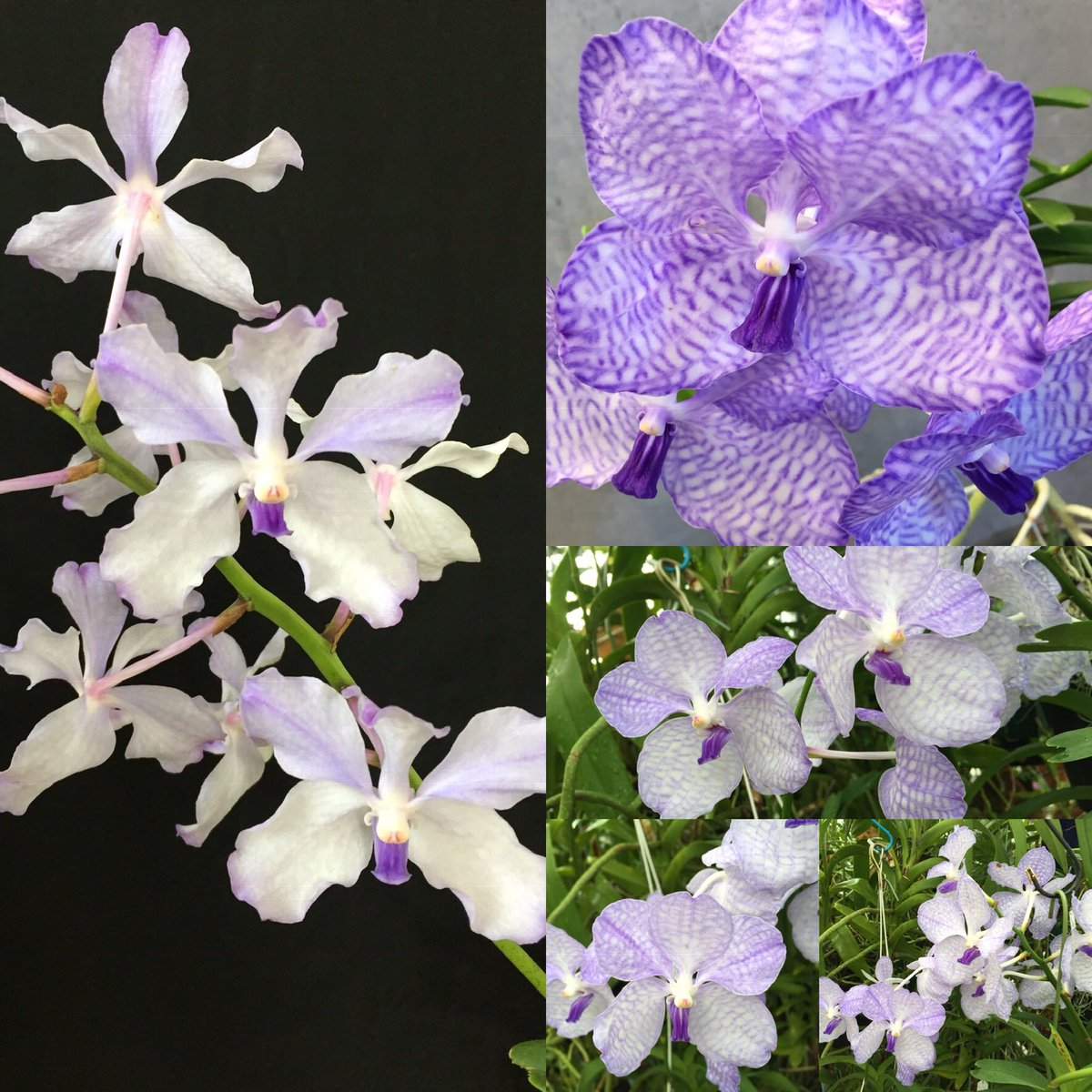 chikaoka1's tweet photo. I hope to meet lots of orchids this year 2019 too! !
#Orchid #orchids #Vanda #coerulea https://t.co/dXSmOGSeCw