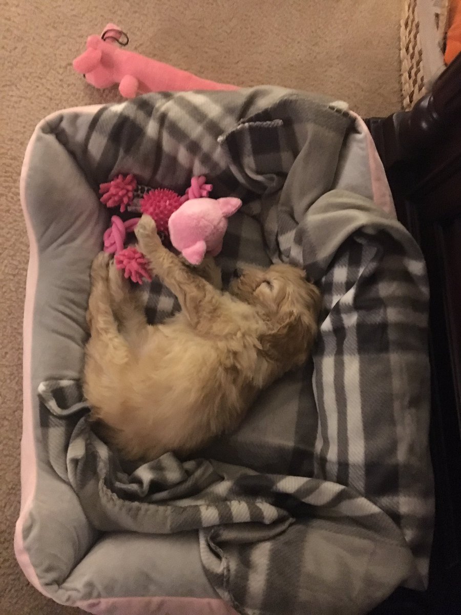 powell_jsp's tweet photo. Meet Lily 🐾The name is derived from the flower, whose meaning is "pure", "passion" and "rebirth" https://t.co/KNrL1gABo9
