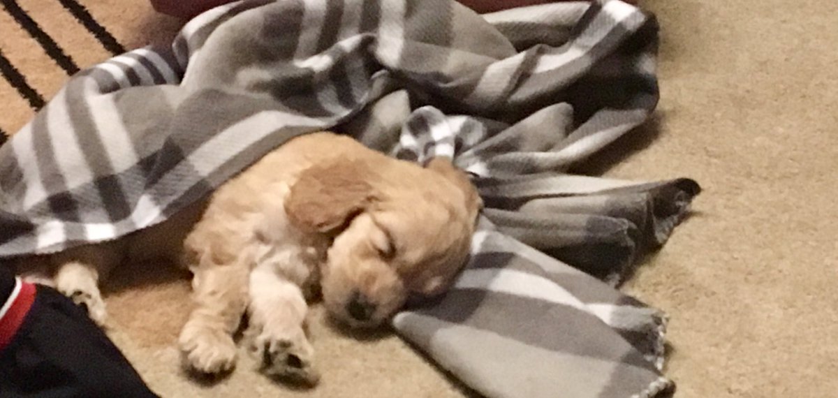 powell_jsp's tweet photo. Meet Lily 🐾The name is derived from the flower, whose meaning is "pure", "passion" and "rebirth" https://t.co/KNrL1gABo9
