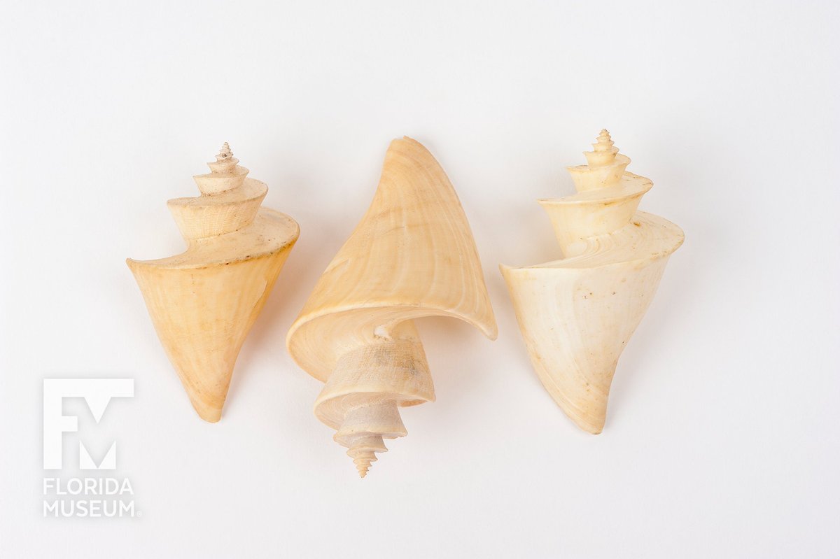 three spiral shells
