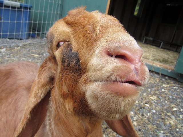 CASanctuary's tweet photo. Is your New Year's resolution to make new friends? We can help! Leo, Tucker, and Imogen are ready to meet you and be your bestie. Get a jump start on your New Year's resolution and Sponsor your new best friend today. https://t.co/4b0aGy7zEh https://t.co/Nr7UIWfWyC