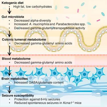 mmw_lmw's tweet photo. #GutMicroBiome and its #NeuroProtective Effect | Mediates the AntiSeizure of the KetoGenic Diet | ElaineHsiao @UCLA @CellCellPress https://t.co/LJdTdRfpUU | #2018_ReCap_May https://t.co/DTlGdsDULw