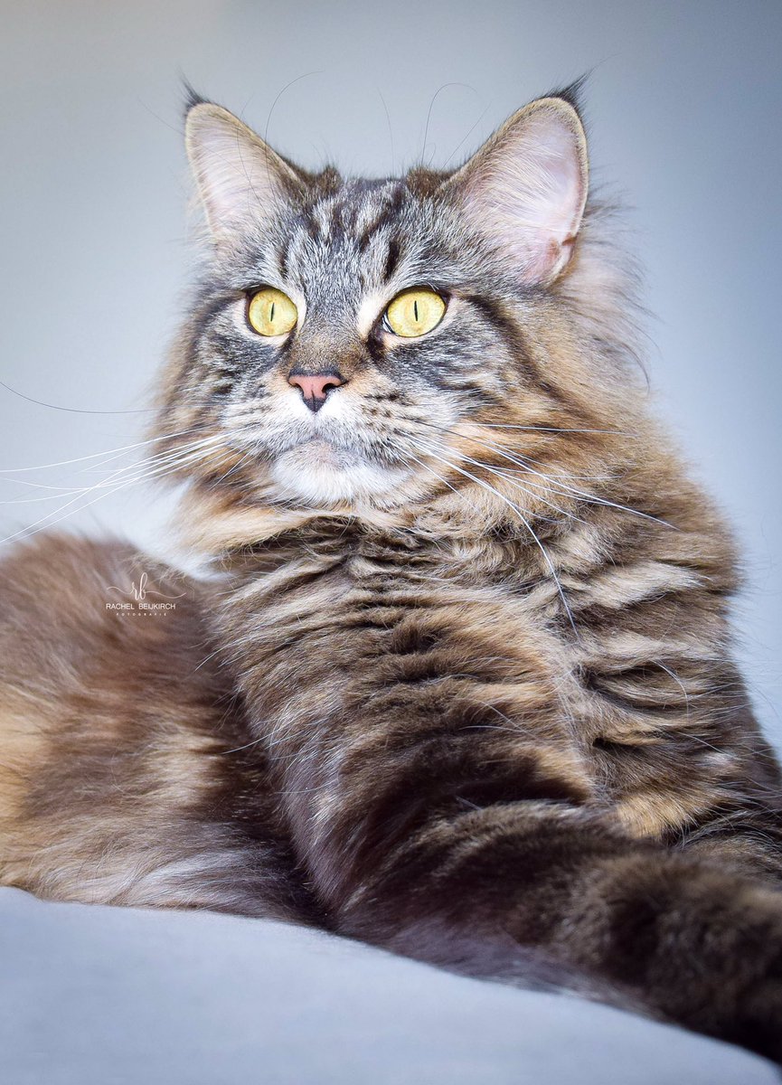 FotoBeijRachel's tweet photo. For all Maine Coon lovers #mainecoon #cats #CatsOfTwitter #catsofinstagram #catsrule #photoshoot #photograghy #photographer #fotografia #animals #animalplanet #petsofinstagram #catstagram #maine https://t.co/YBtUh1XzeU