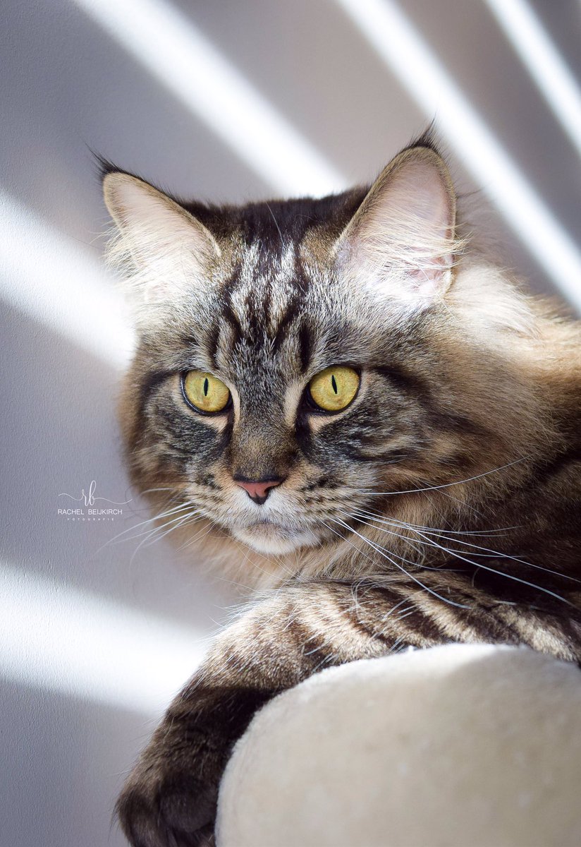 FotoBeijRachel's tweet photo. For all Maine Coon lovers #mainecoon #cats #CatsOfTwitter #catsofinstagram #catsrule #photoshoot #photograghy #photographer #fotografia #animals #animalplanet #petsofinstagram #catstagram #maine https://t.co/YBtUh1XzeU
