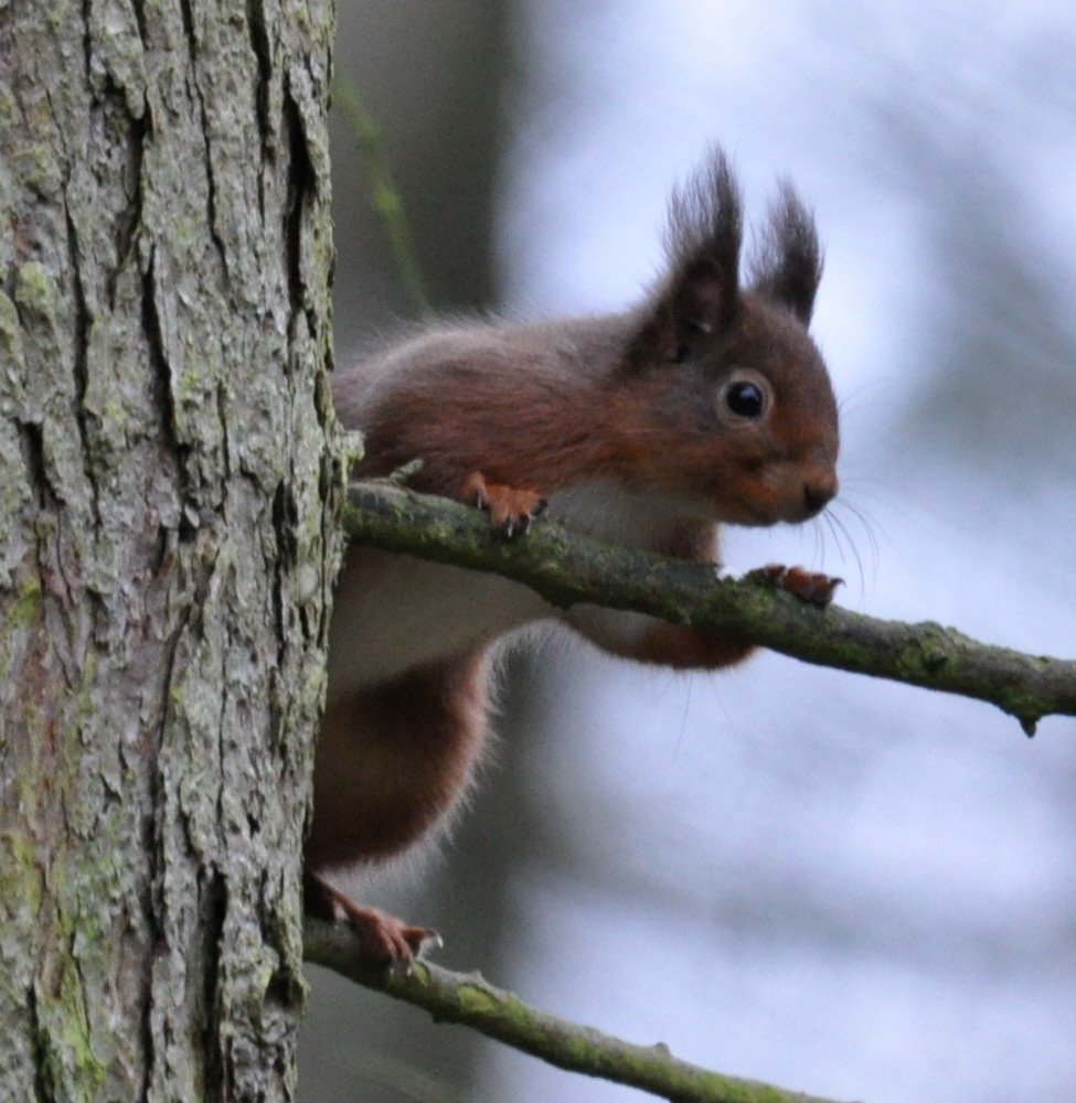 A red squirrel peers around a tree trunk holding onto a small branch. It has its face turned slightly towards the camera looking at the lens with its ears pricked up.