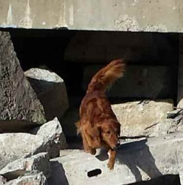 JacksonRescues's tweet photo. Looking for all the lost peeps at training..... https://t.co/rm8ZeguUvo