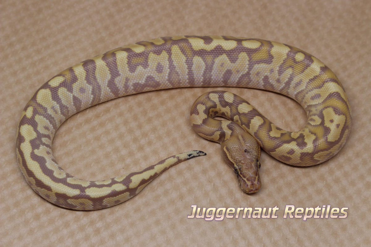 LivingArtReptil's tweet photo. Coral Glow Super Ball Hybrid. Coral Glow Ball Python x Sumatran Short Tail Python cross. Photo: Juggernaut Reptiles #hybrid #snake #snakes #reptile #reptiles #ballpython #Sumatranshorttailpython #python #livingart #livingartreptile #livingartreptiles https://t.co/mBVbW8b8gi