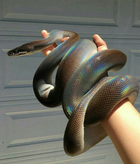 lurealista's tweet photo. essa é a cobra da sorte, RT para ter uma grande surpresa 2019 https://t.co/dtPgcq159c