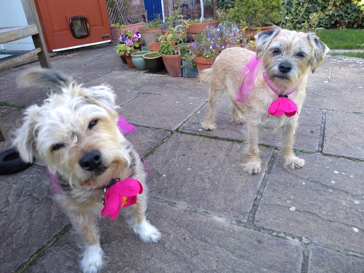 PoppyH20's tweet image. Hoosis got married ❤️❤️ Coco and I were “bridesmaids” 🌹🌺🌸#BTYearInReview #BTposse