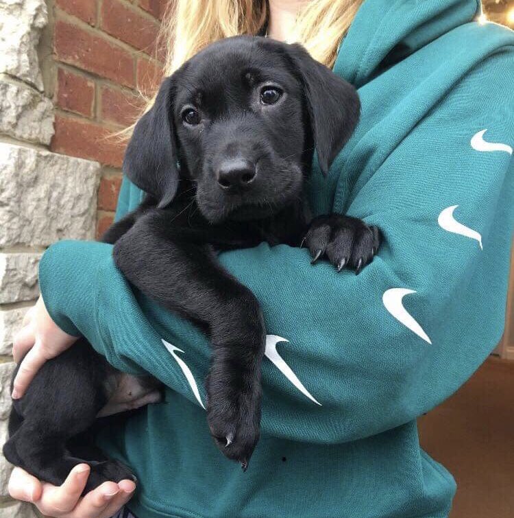 dawnypeps's tweet photo. @PepperellEddie Happy New Year to you, Jen and Gus. We have a new family member!! Murphy Pepperell 🐶🥂🎉 https://t.co/DEnbXQddLa