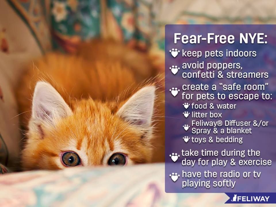 Help your feline friend have a safe and stress-free New Year's Eve by following these tips!