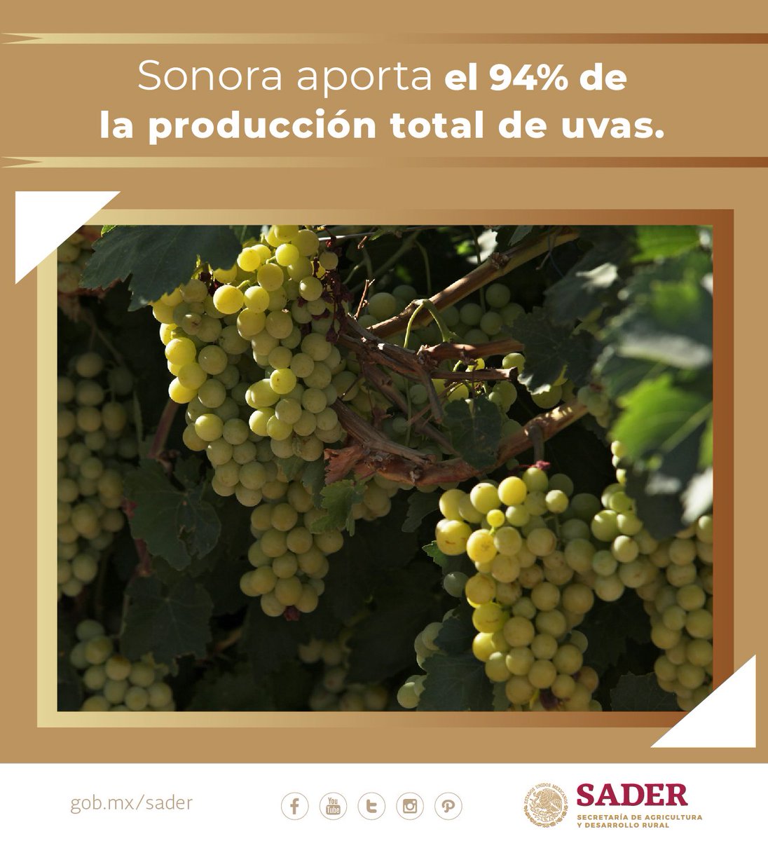 Agricultura_mex's tweet photo. ¿Sabías qué... El cultivo de uva tiene su origen en Asia? Con muchos siglos de diferencia los españoles fueron quienes trajeron el cultivo a América. Actualmente, nuestros principales estados proveedores de uvas son Sonora, Zacatecas, Aguascalientes y Baja California. https://t.co/1O8SMTjNHv