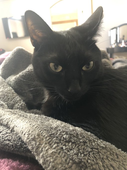 Every morning he lays on my tummy and makes airplane ears at me https://t.co/ChJqfnVEuU