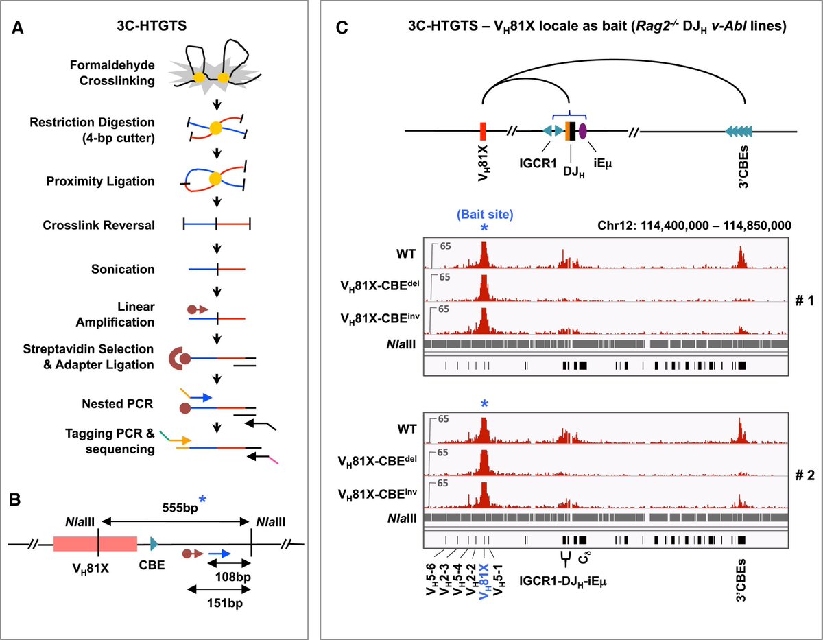 mmw_lmw's tweet photo. Antibody Variable Region Assembly | Molecular Dissection of RAG initiation within a Recombination Center | FredAlt @harvardmed @CellCellPress https://t.co/czCZGBiTJq | #2018_ReCap_May https://t.co/CInRXfyOOv