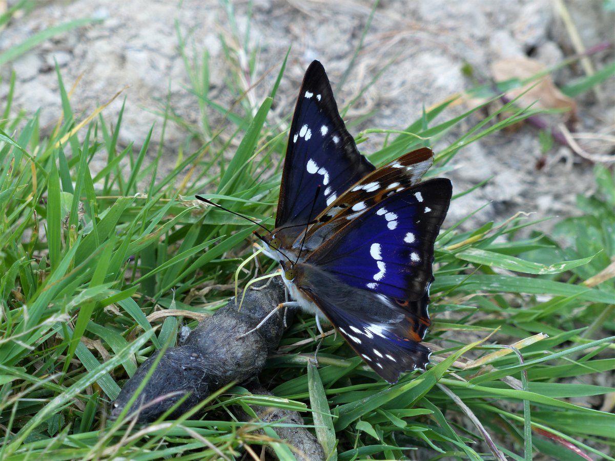 MatthewOates76's tweet image. Butterfly of the Year 2018.  Winner, who also scooped 2nd &amp;amp; 3rd prizes: the Purple Emperor. 2500 day-individuals seen by me at Knepp Wildland this year, with a peak of 311 on 24th June. Here's a brace of males on fox scat &amp;amp; a pristine female, all from Knepp.