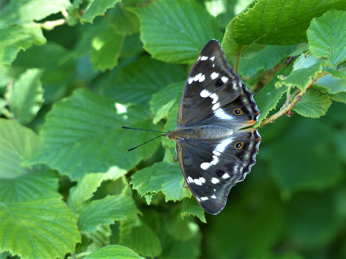 MatthewOates76's tweet image. Butterfly of the Year 2018.  Winner, who also scooped 2nd &amp;amp; 3rd prizes: the Purple Emperor. 2500 day-individuals seen by me at Knepp Wildland this year, with a peak of 311 on 24th June. Here's a brace of males on fox scat &amp;amp; a pristine female, all from Knepp.