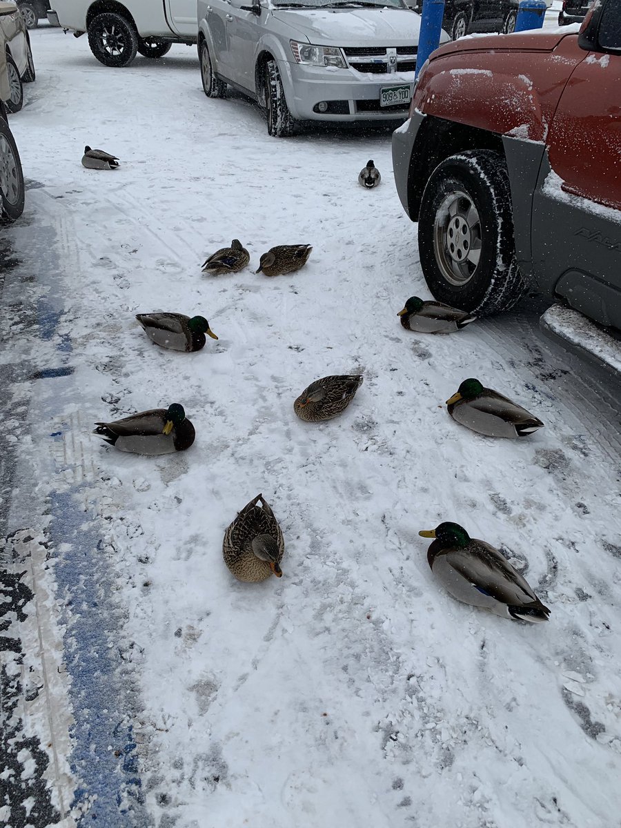 CullinKin's tweet photo. @9NEWS Group of ducks j chillin in the handicap spots at the Sloan’s Lake King Soopers... https://t.co/2N0sVfRZ6b