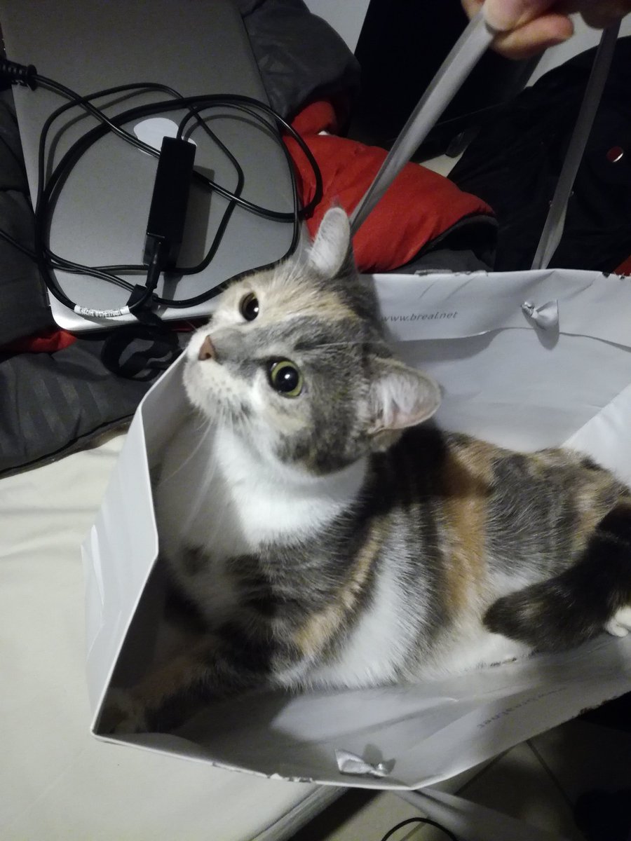Benahek's tweet photo. She protec
She attac
But most importantly
She fits in a bag https://t.co/D9rT4Brftg