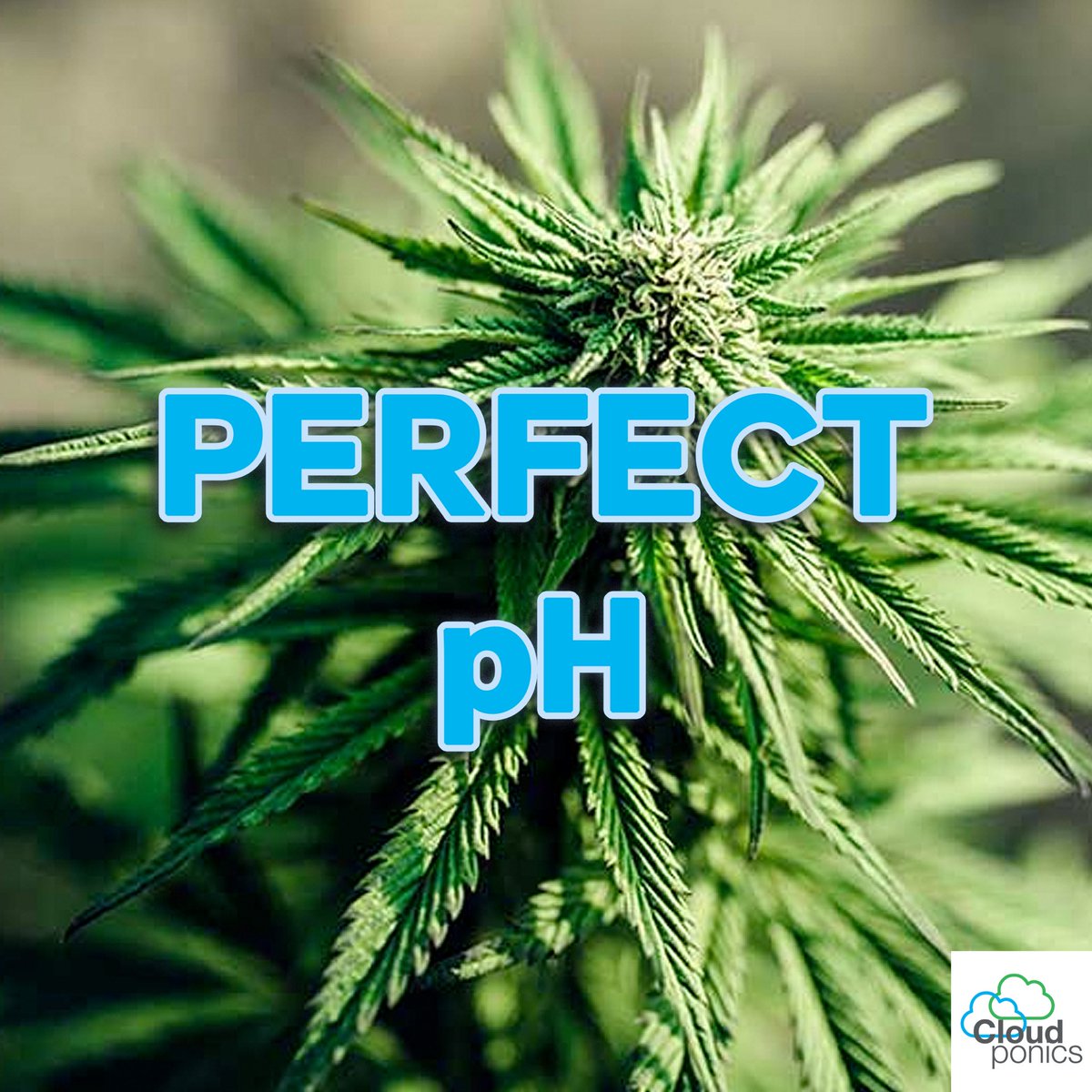cloudponics's tweet image. The Cloudponics GroControl maintains pH at optimal levels, at all times!
LINK in Bio.
•
•
•
•
•
•
#Cloudponics #GrowFromTheCloud #LedGrown #GrowYourOwn #GrowWeed #FreeTheWeed #Cannabis #Marijuana #thc #cbd #cbdoil #gardening #gardeningtips #gardeners #gardenofthegods