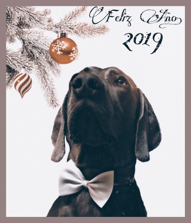 Feliz Año 2019 amig@s...!!!! 🐾