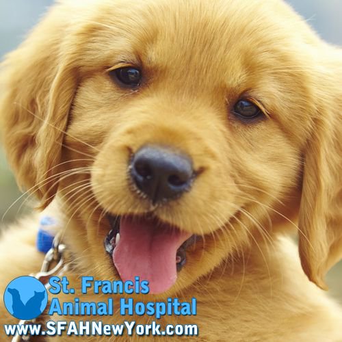 SFAHNewYork's tweet photo. HAPPY NEW YEAR FROM ALL OF US AT ST. FRANCIS ANIMAL HOSPITAL! MAY YOUR NEW YEAR BE FILLED WITH LOVE AND COMPASSION!!! PUPPY AND KITTEN HUGS TO ALL! 

Set up an appointment with our Veterinarians today! https://t.co/QOIbgtmZGI https://t.co/Y6jdHYvW0A